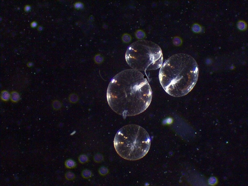 നോക്ടിലുക’പ്ലവഗങ്ങൾ