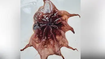 flapjack octopus found in arabian sea Opisthoteuthis philipii