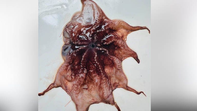 flapjack octopus found in arabian sea Opisthoteuthis philipii