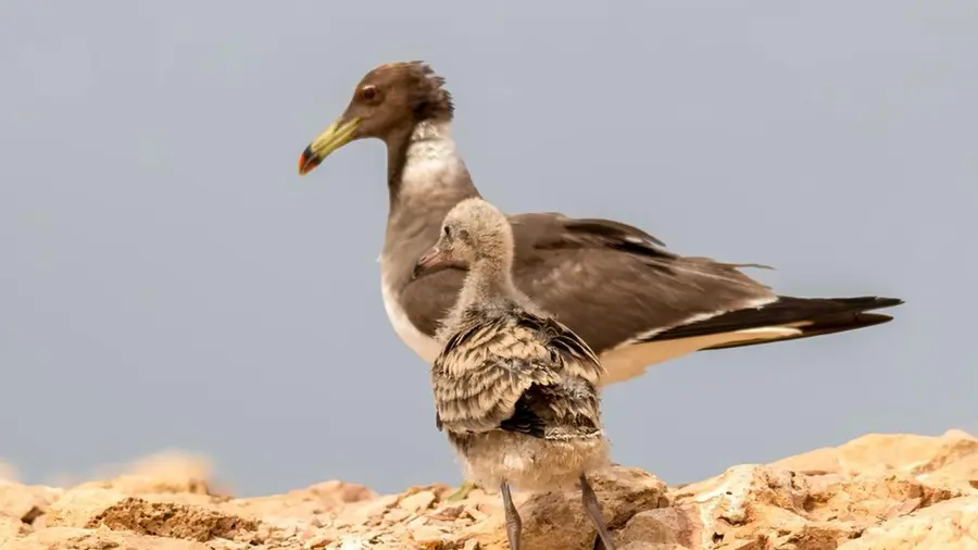 wildlife