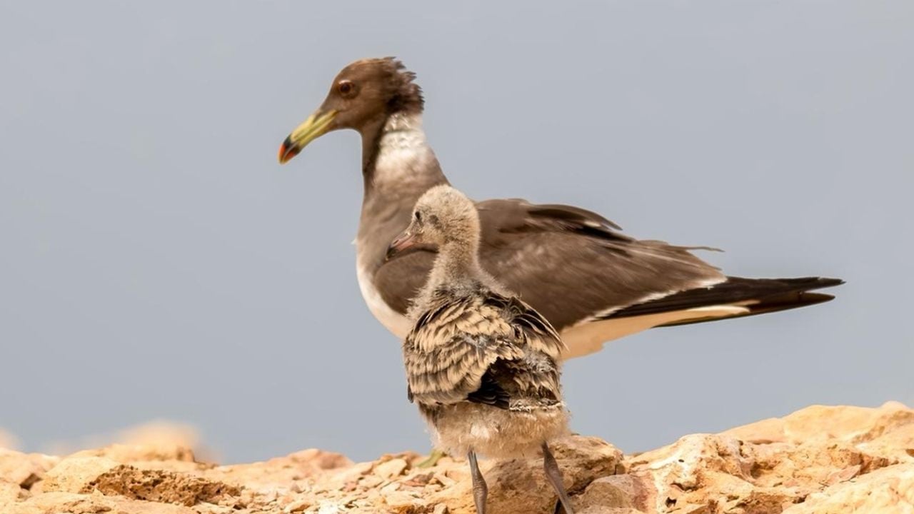 wildlife