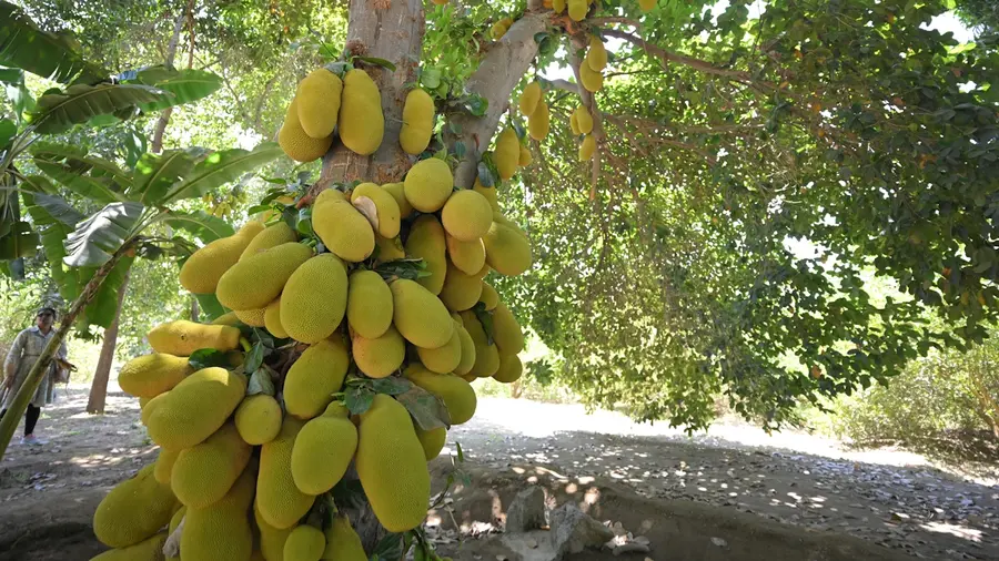 oman chakka