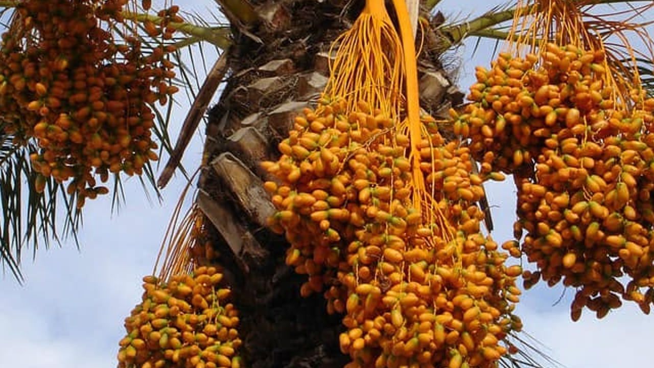 oman dates