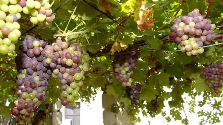 oman grapes