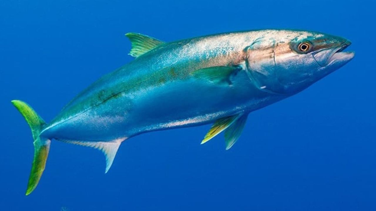 oman kingfish