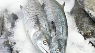 oman king fish
