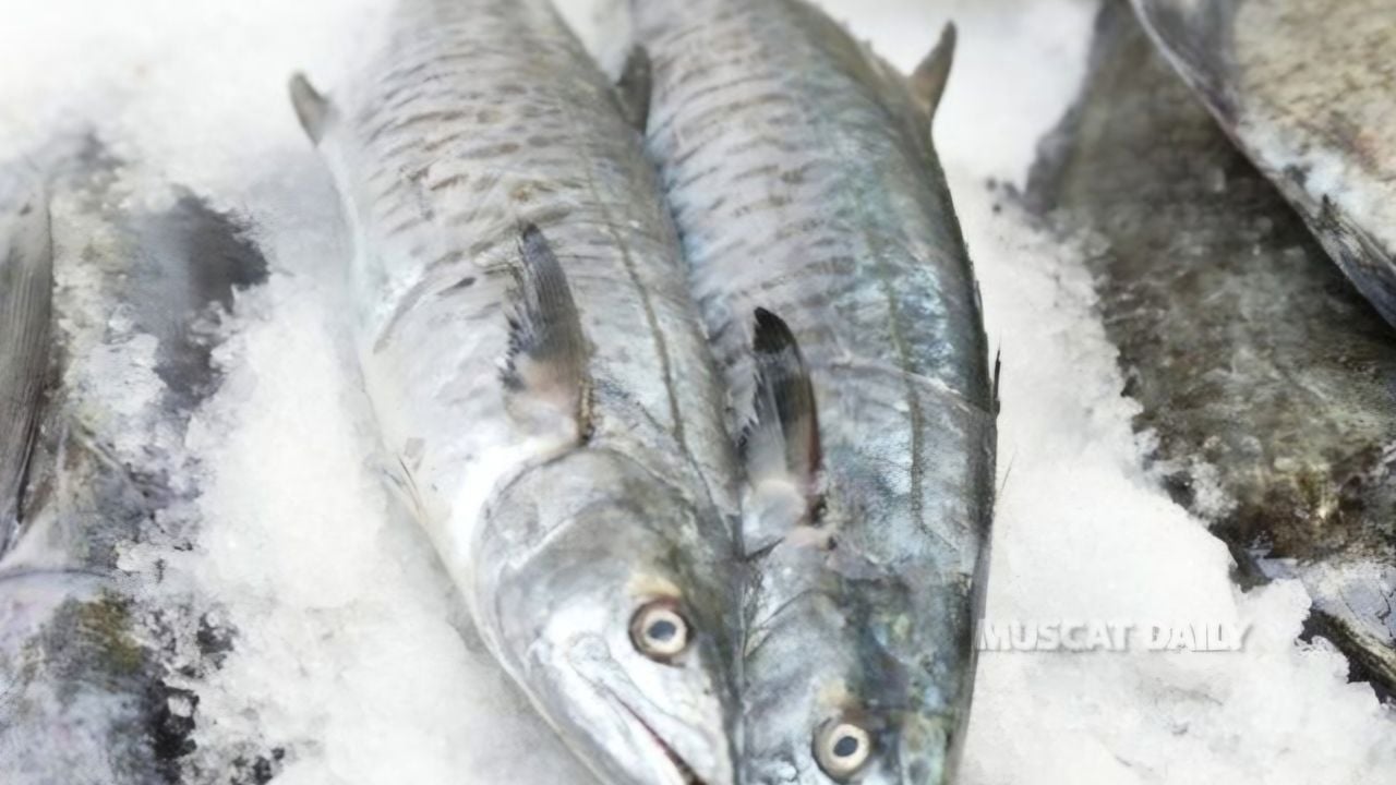 oman king fish