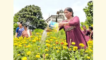 പള്ളിച്ചൽ പഞ്ചായത്ത് നാലാം വാർഡ് എഡിഎസ് കമ്മിറ്റിയുടെ നരുവാമൂട് ജങ്ഷന് സമീപത്തെ ജമന്തികൃഷി
