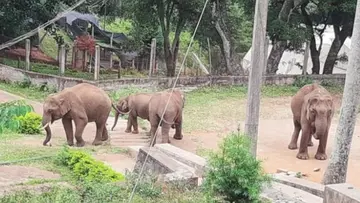 ootty wild elephant