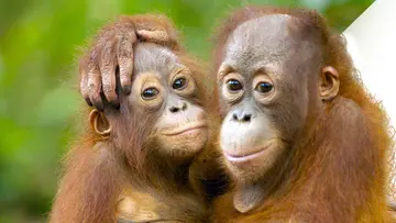 orang