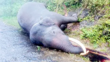 ഓവേലി രാധാകൃഷ്ണൻ  