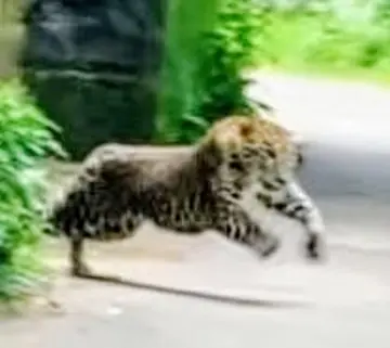 Two people injured in leopard attack.
