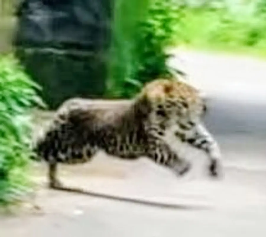 Two people injured in leopard attack.
