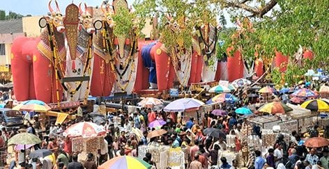 വ്യാഴാഴ്ച ഓച്ചിറ പടനിലത്ത് പ്രദർശനത്തിനായി കെട്ടുകാളകൾ അണിനിരന്നപ്പോൾ