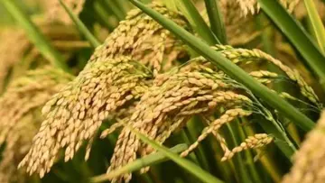 paddy