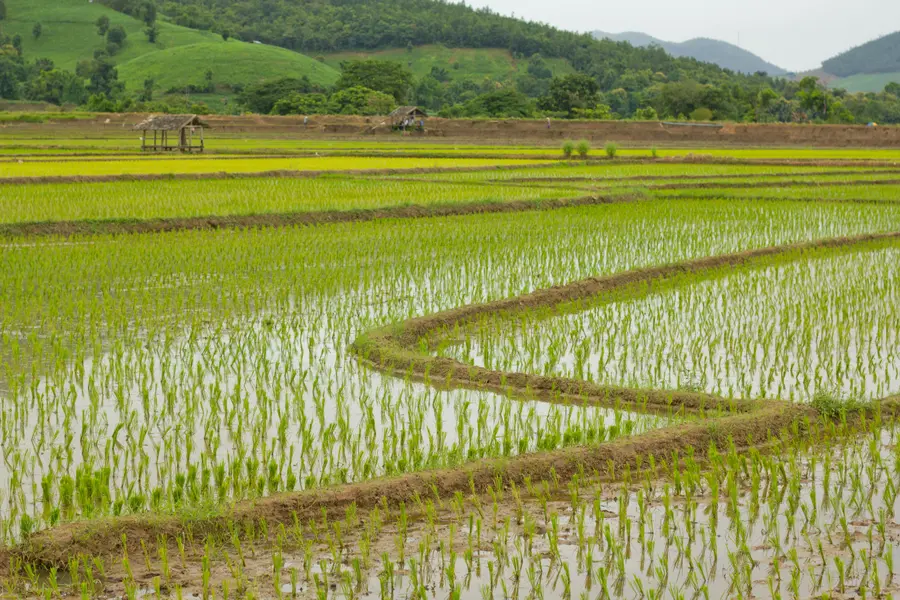 paddy fields