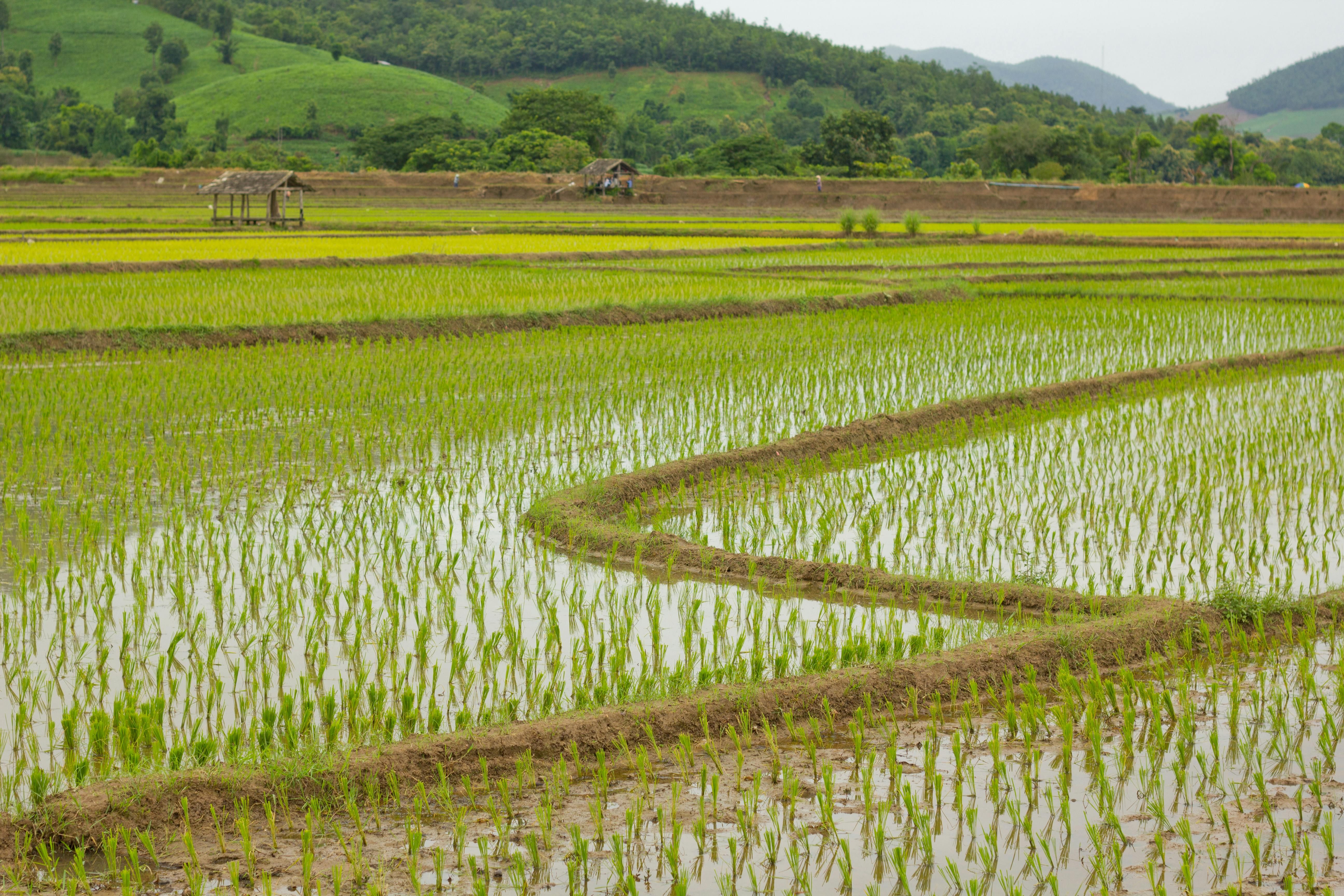 paddy fields