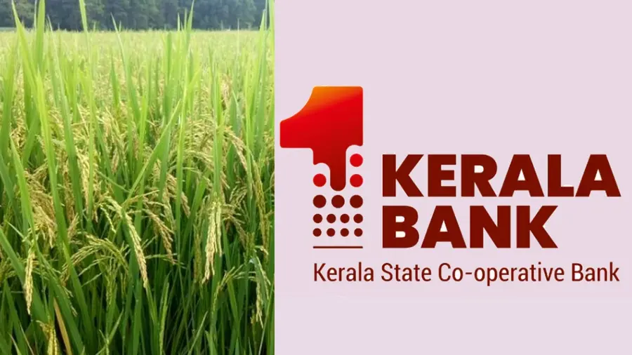 paddy procurment kerala bank