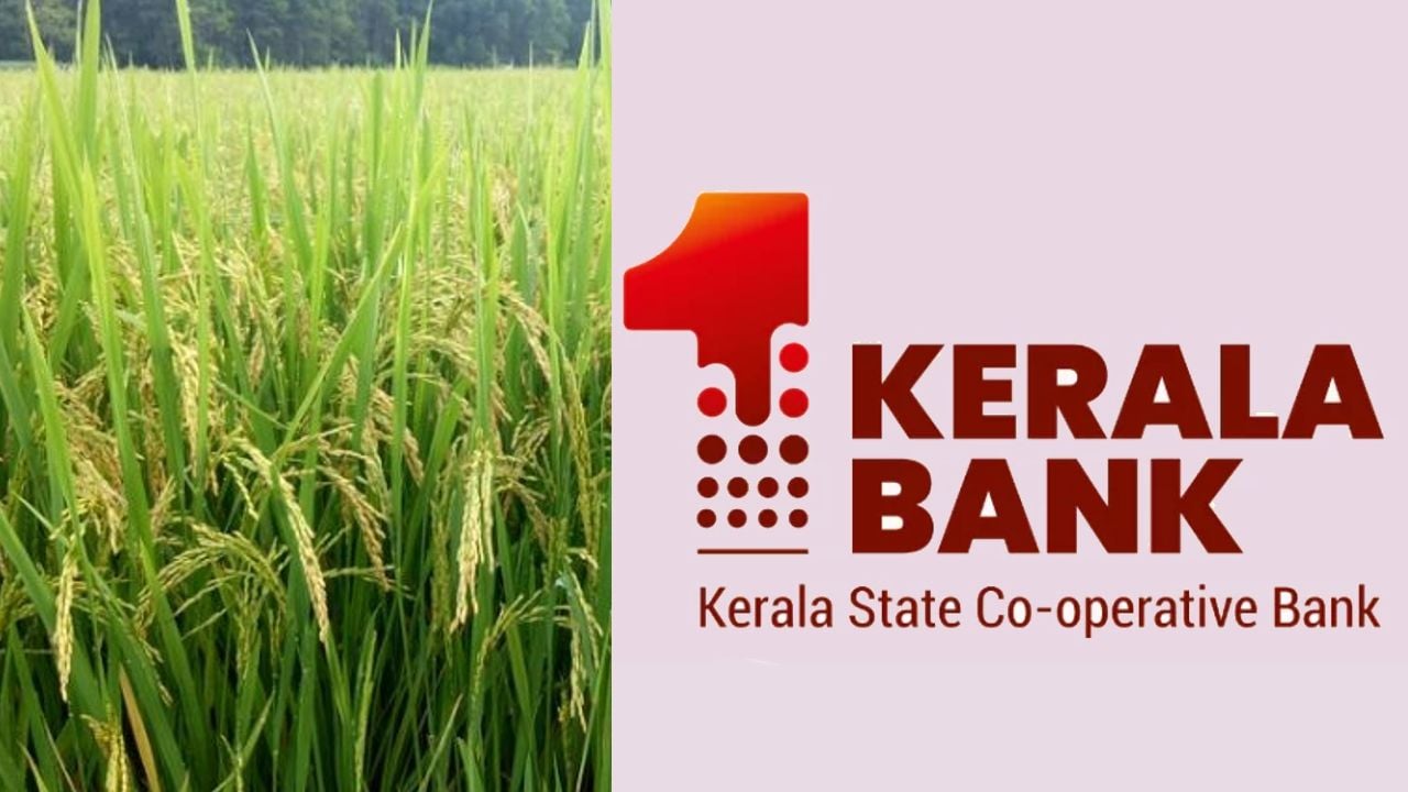 paddy procurment kerala bank