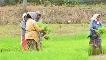 paddy farmers