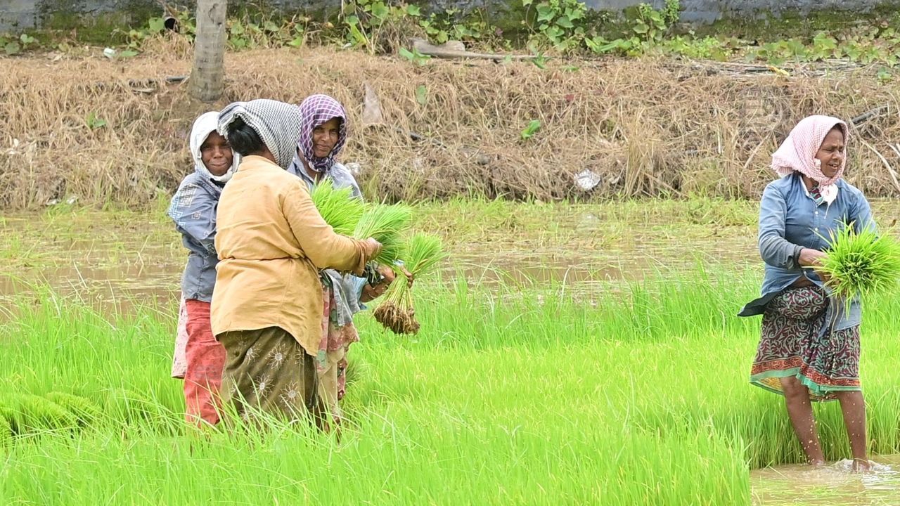 paddy farmers