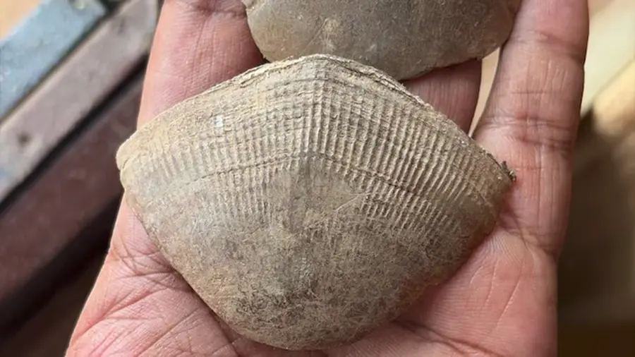 pangolin scales