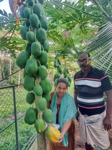 വിക്രമനും അജിതയും തങ്ങളുടെ പപ്പായ കൃഷിത്തോട്ടത്തിൽ