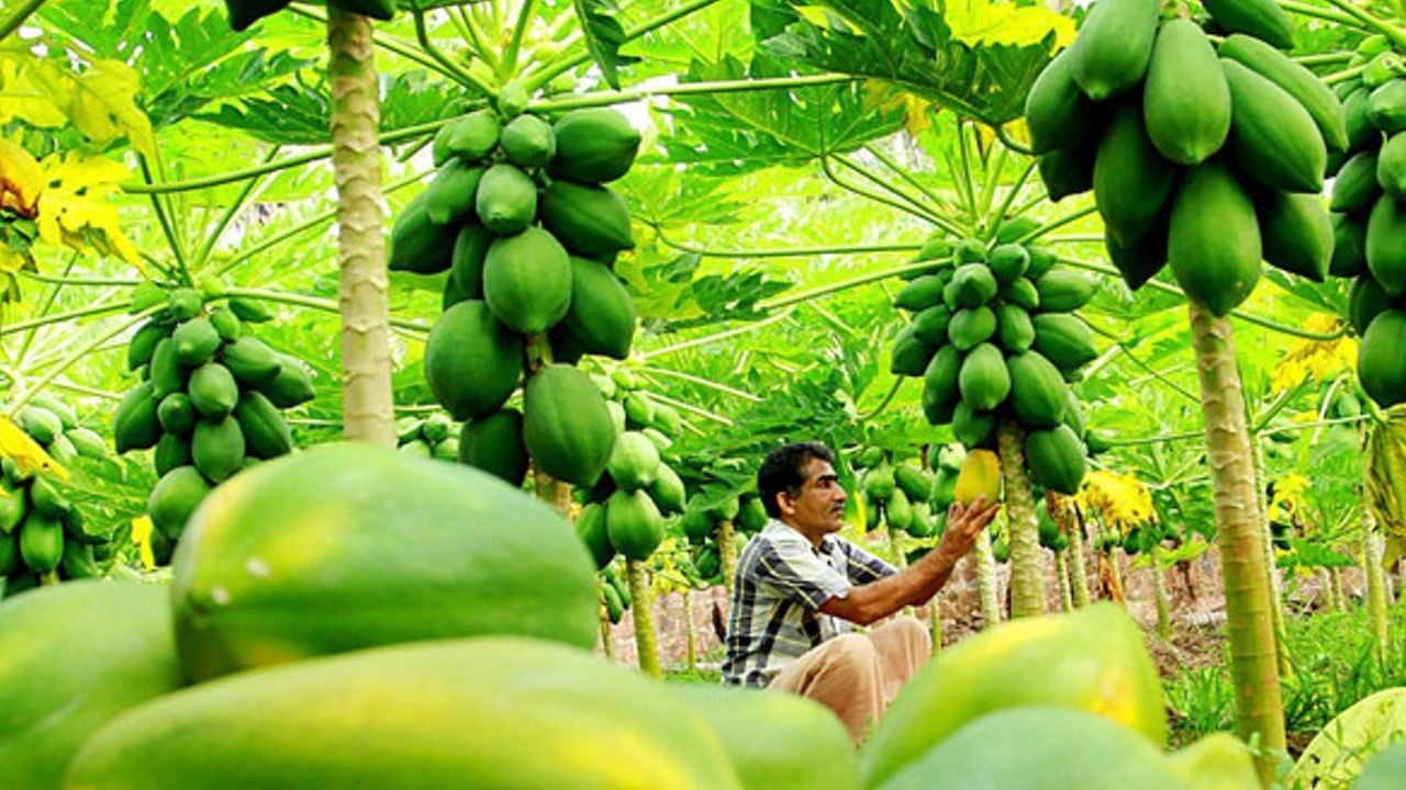 Pappaaya cultivation