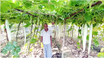 പരമേശ്വരൻപിള്ള  കൃഷിയിടത്തിൽ