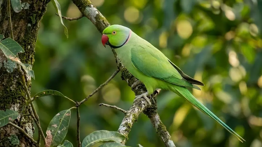 parrot