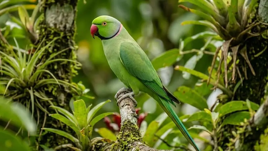 parrot