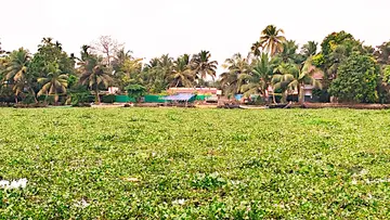 പോള നിറഞ്ഞ മണിമലയാറ്റിലെ വേണാട്ടുകാട് ഭാഗം