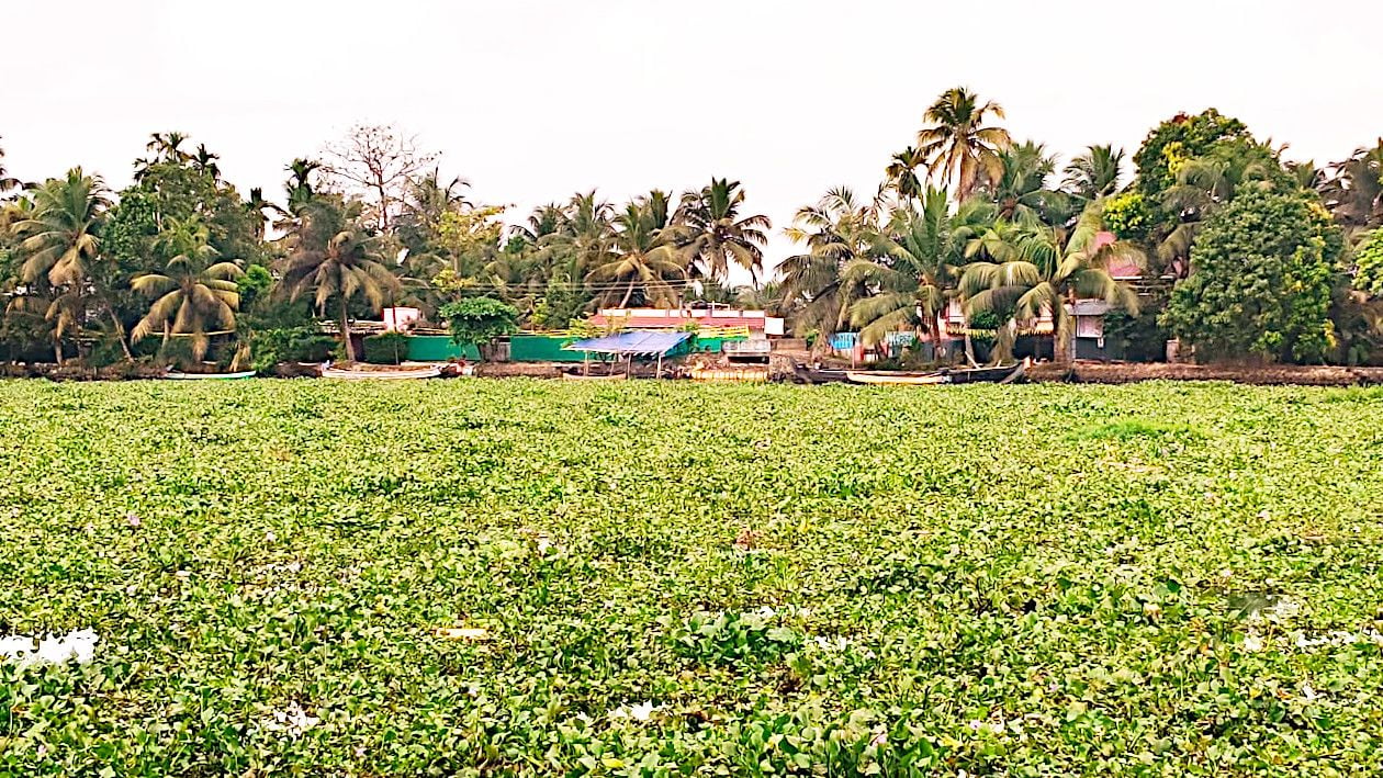 പോള നിറഞ്ഞ മണിമലയാറ്റിലെ വേണാട്ടുകാട് ഭാഗം