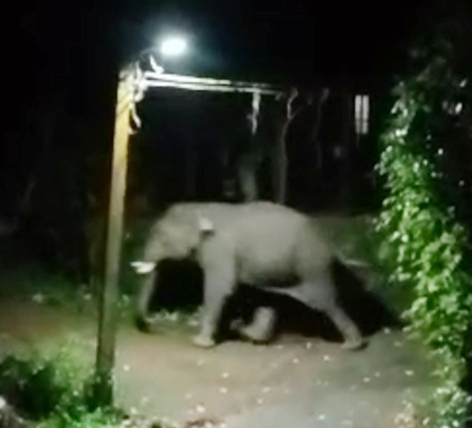 ചെല്ലങ്കാവിൽ ഇറങ്ങിയ  കാട്ടാന