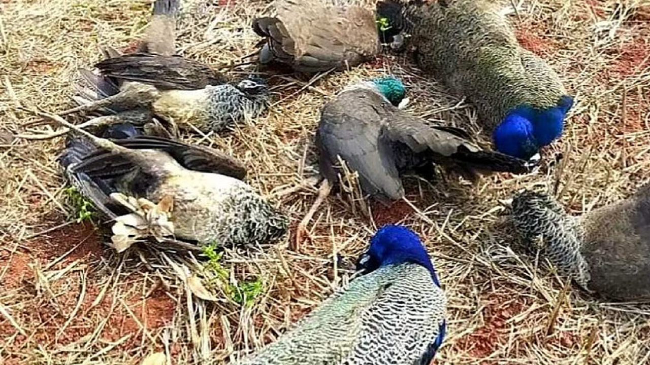 peacocks