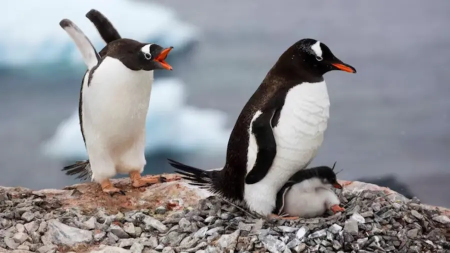 penguin