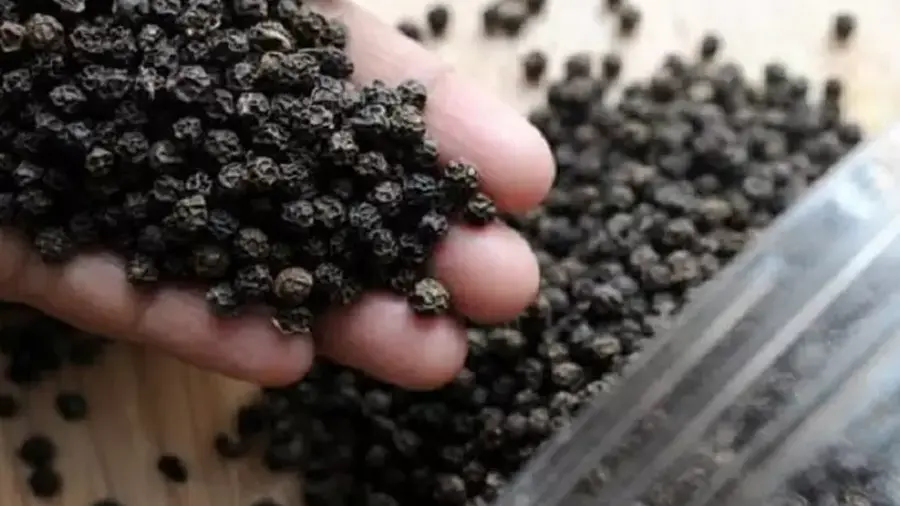 pepper.