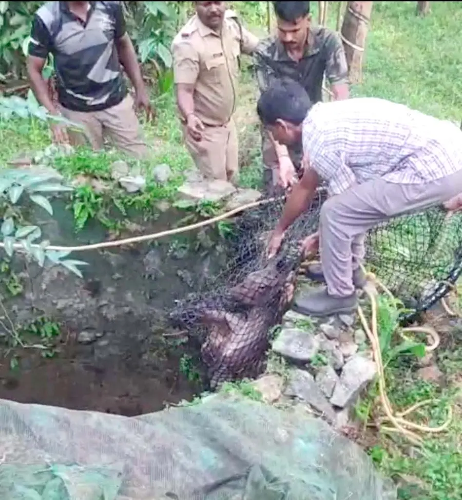 വീട്ടുകിണറ്റിൽ വീണ മ്ലാവിൻ
കുട്ടിയെ രക്ഷപ്പെടുത്തുന്നു