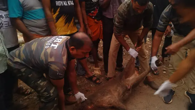 Pigs Injuries പന്നിയുടെ ദേഹത്ത് വണ്ടിയിടിച്ചു; രണ്ട് പേർക്ക് പരിക്ക് - Deshabhimani