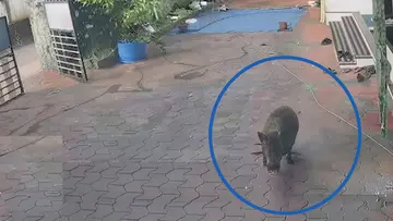 pig