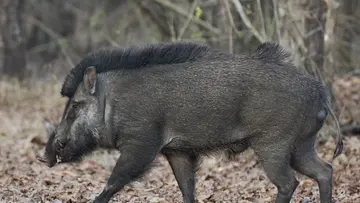 pig attack