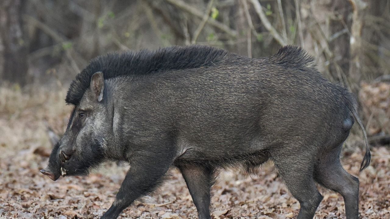 pig attack