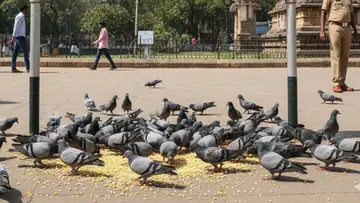 pigeon