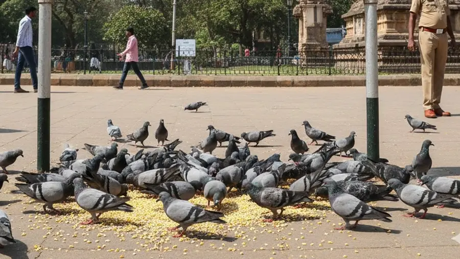 pigeon