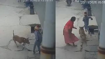 pitbull attack delhi