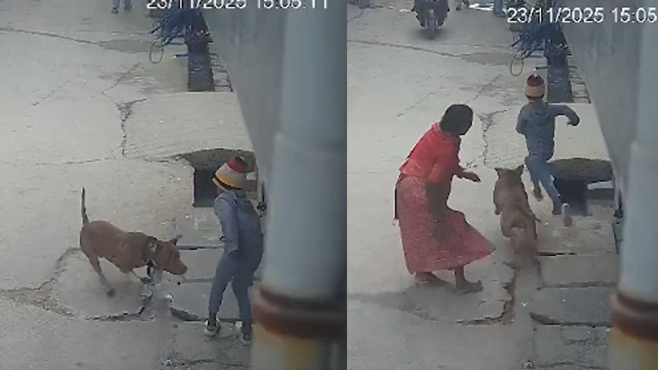 pitbull attack delhi