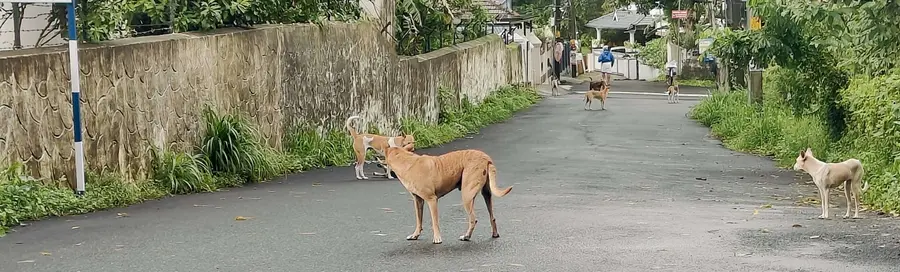 കൽപ്പാത്തിയിൽ റോഡ് കൈയടക്കി തെരുവുനായ്ക്കൾ