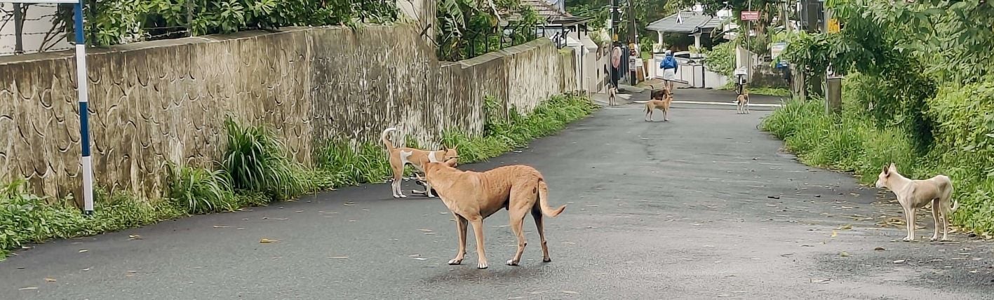 കൽപ്പാത്തിയിൽ റോഡ് കൈയടക്കി തെരുവുനായ്ക്കൾ