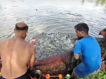 Production 284.99 lakhs