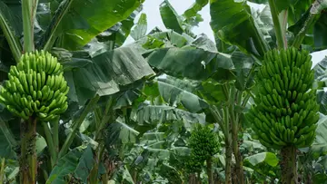 plantain farming